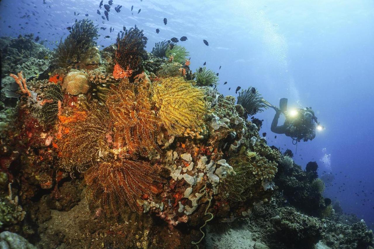 La Tortue Diving Resort Dauin Exterior photo