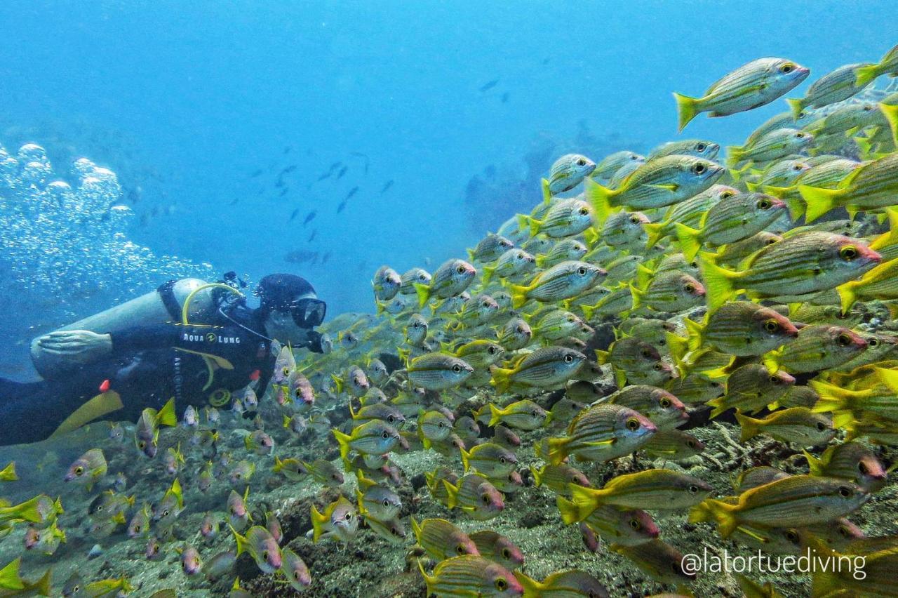 La Tortue Diving Resort Dauin Exterior photo